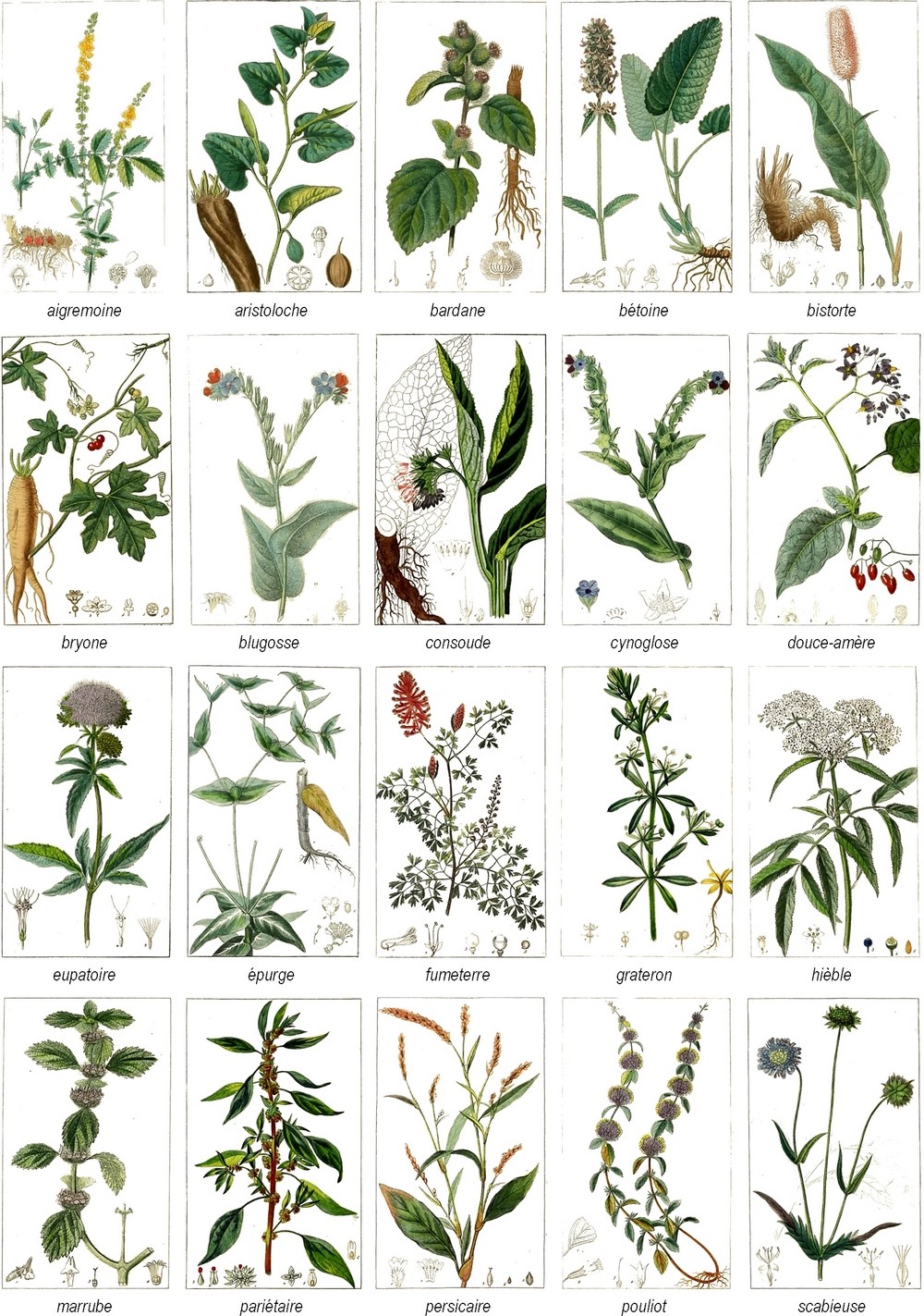 Montaigu-1786_plantes-médicinales_MenV-1000