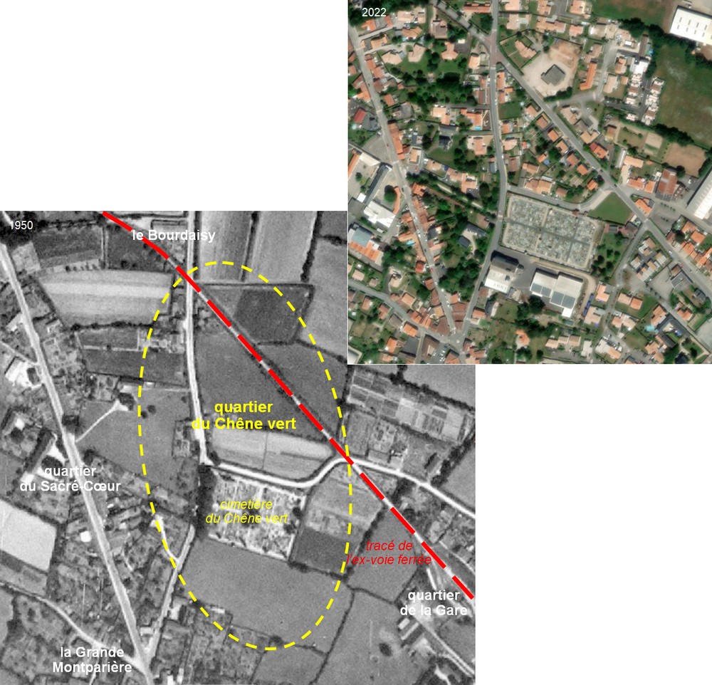 Chêne-vert_1950-2022_MenV-1000